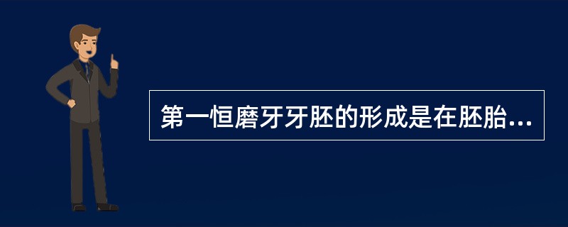 第一恒磨牙牙胚的形成是在胚胎的第A、4个月B、5个月C、6个月D、7个月E、8个