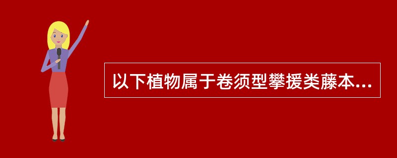 以下植物属于卷须型攀援类藤本的为（）。