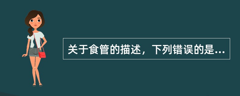 关于食管的描述，下列错误的是（）