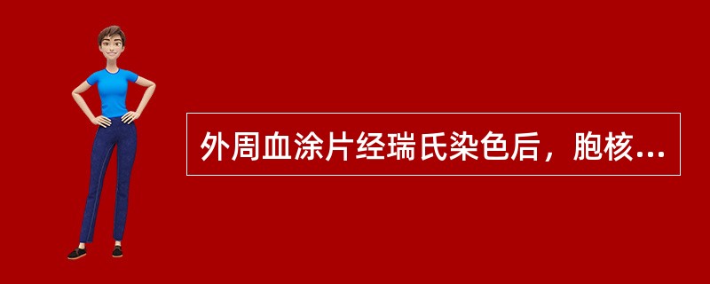 外周血涂片经瑞氏染色后，胞核通常为不规则形、肾形、马蹄形或扭曲折叠的白细胞是（）