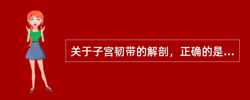 关于子宫韧带的解剖，正确的是（）。