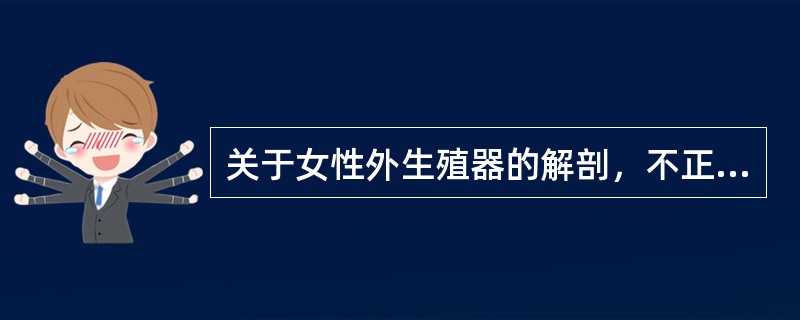 关于女性外生殖器的解剖，不正确的是（）。