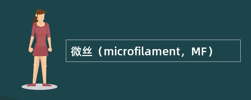 微丝（microfilament，MF）