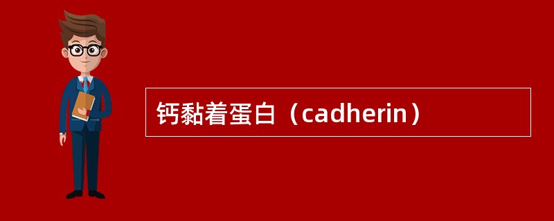 钙黏着蛋白（cadherin）