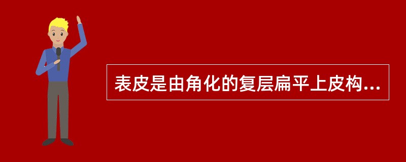 表皮是由角化的复层扁平上皮构成，由角质形成细胞与非角质形成细胞组成。