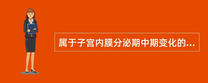 属于子宫内膜分泌期中期变化的是A、腺上皮细胞呈立方形或低柱状B、腺上皮细胞核下开