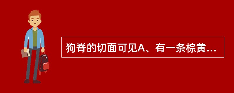 狗脊的切面可见A、有一条棕黄色形成层环纹B、有一条棕色内皮层环纹C、有一条凸起的