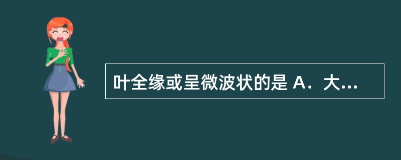 叶全缘或呈微波状的是 A．大青叶 B．侧柏叶 C．枇杷叶 D．番泻叶 E．紫苏叶