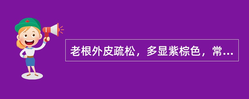 老根外皮疏松，多显紫棕色，常呈鳞片状脱落的是 A．玄参 B．苦参 C．当归 D．