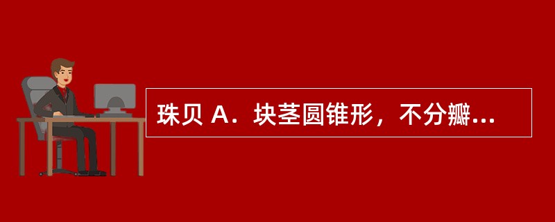 珠贝 A．块茎圆锥形，不分瓣，一侧有纵向凹沟，味苦微麻，含秋水仙碱 B．鳞茎呈圆