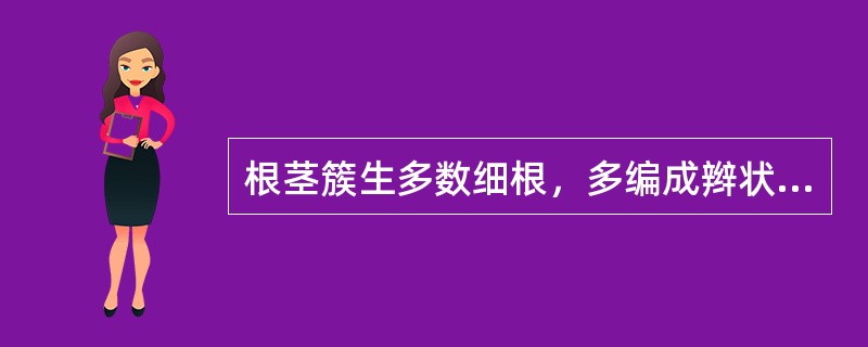 根茎簇生多数细根，多编成辫状的中药材是A、徐长卿B、秦艽C、紫菀D、百部E、白及