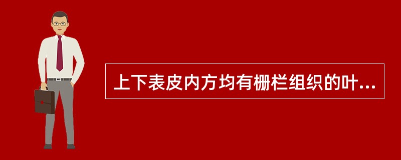 上下表皮内方均有栅栏组织的叶类中药是A、侧柏叶B、枇杷叶C、大青叶D、番泻叶E、