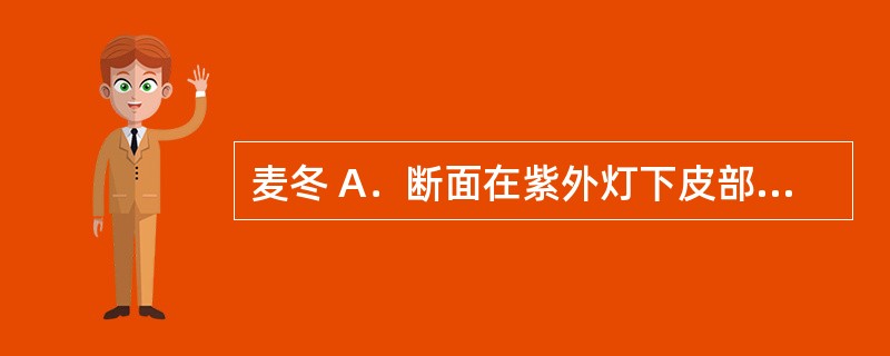 麦冬 A．断面在紫外灯下皮部显淡蓝紫色、木部黄色荧光 B．断面木部在紫外灯下显金