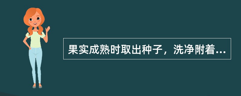 果实成熟时取出种子，洗净附着的果肉，晒干的是 A．木瓜 B．吴茱萸 C．马钱子