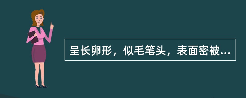 呈长卵形，似毛笔头，表面密被灰白色或灰绿色长茸毛的中药材是A、菊花B、款冬花C、