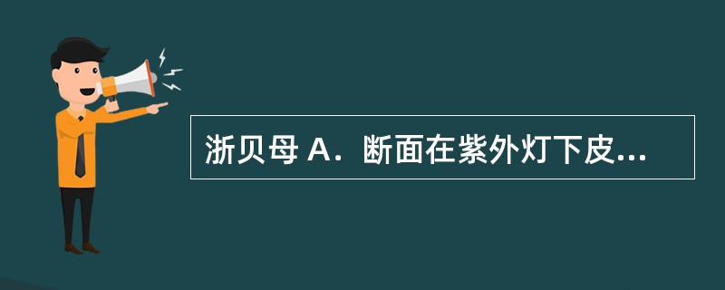 浙贝母 A．断面在紫外灯下皮部显淡蓝紫色、木部黄色荧光 B．断面木部在紫外灯下显