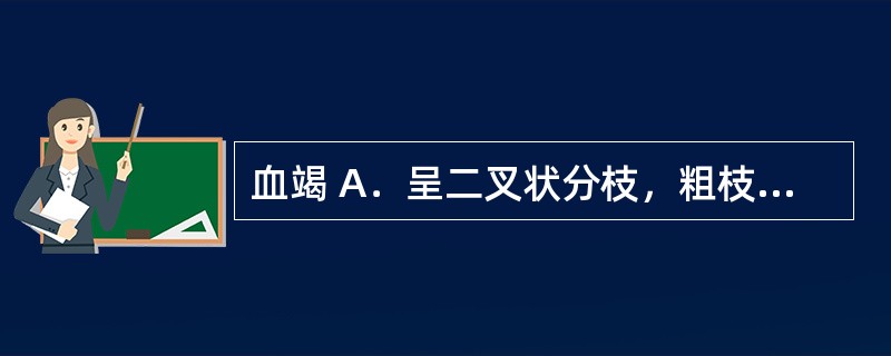 血竭 A．呈二叉状分枝，粗枝表面有明显的环状裂纹 B．不呈二叉状分枝，两侧有细短