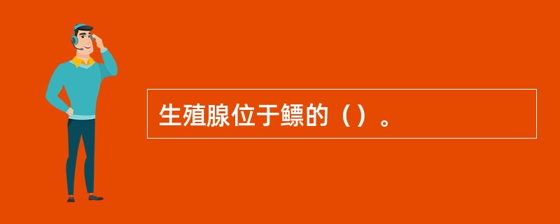 生殖腺位于鳔的（）。