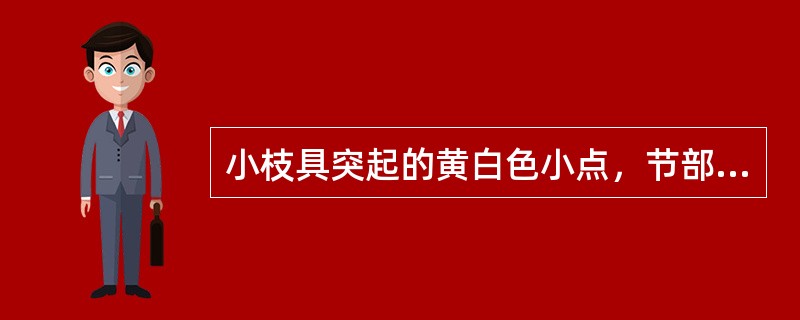 小枝具突起的黄白色小点，节部及钩端密被褐色柔毛，钩端有的膨大如珠的钩藤原植物是（