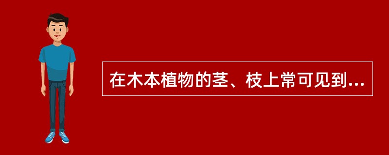 在木本植物的茎、枝上常可见到直的、横的、或点状的突起是（）。