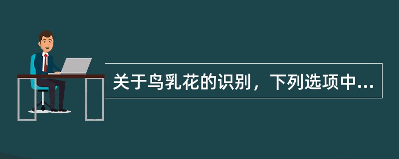 关于鸟乳花的识别，下列选项中正确的是（）。