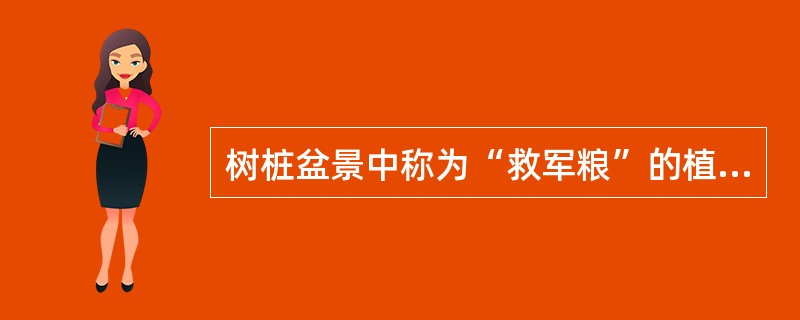 树桩盆景中称为“救军粮”的植物是（）。