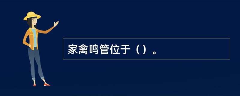 家禽鸣管位于（）。