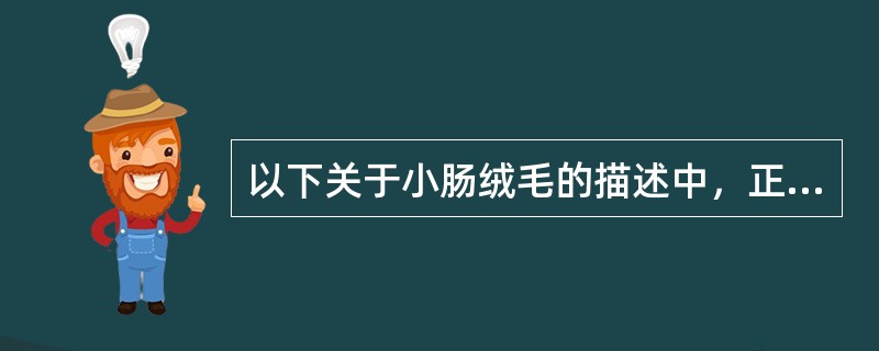 以下关于小肠绒毛的描述中，正确的是（）。