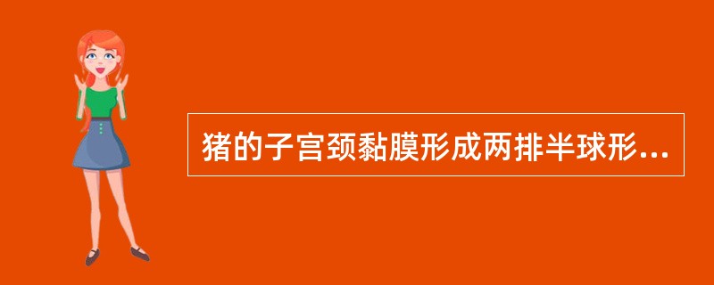 猪的子宫颈黏膜形成两排半球形隆起称（）