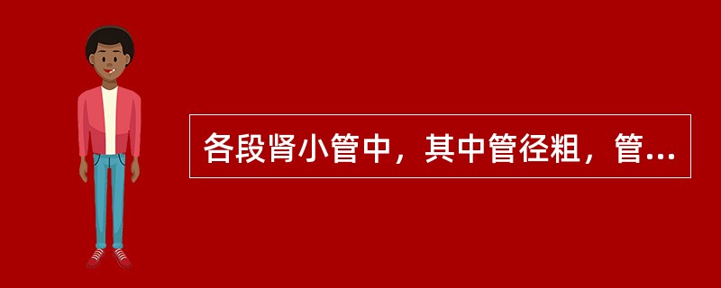 各段肾小管中，其中管径粗，管壁由锥形细胞构成，管腔小而不规则，上皮游离面有大量的