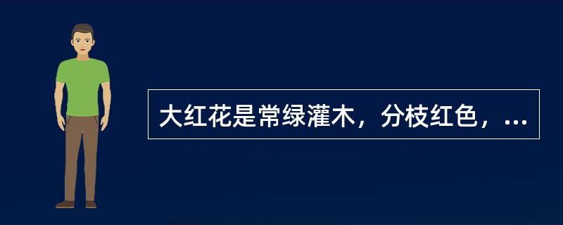 大红花是常绿灌木，分枝红色，叶互生，全年均可开花。