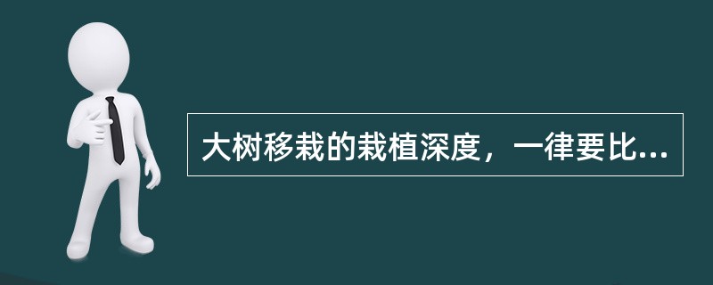 大树移栽的栽植深度，一律要比原来的种植深一些，才有利于大树的成活。