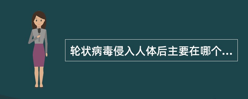 轮状病毒侵入人体后主要在哪个脏器增殖A、肝脏B、大肠C、小肠D、淋巴结E、胰腺