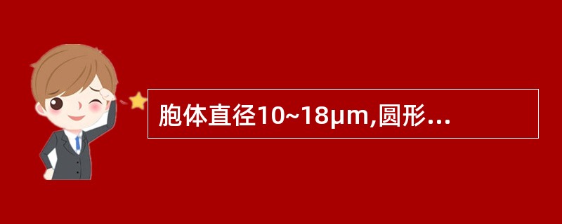 胞体直径10~18μm,圆形或椭圆形。胞核较大,圆形或椭圆形,位于中央或稍偏一侧