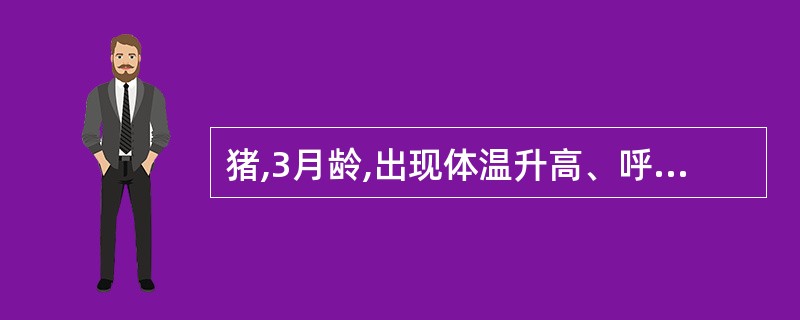 猪,3月龄,出现体温升高、呼吸严重困难,鼻、耳、四肢或全身皮肤发绀,心脏衰竭等症