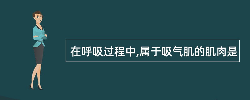 在呼吸过程中,属于吸气肌的肌肉是