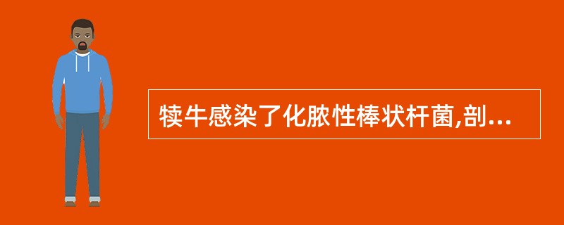 犊牛感染了化脓性棒状杆菌,剖检见肾脏有明显的化脓灶,组织病理学观察见病灶局部有大