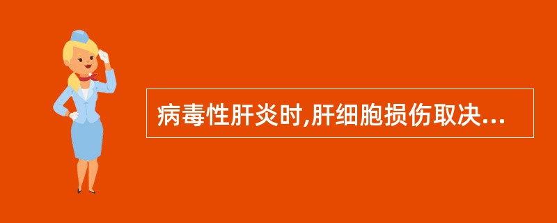 病毒性肝炎时,肝细胞损伤取决于 ( )