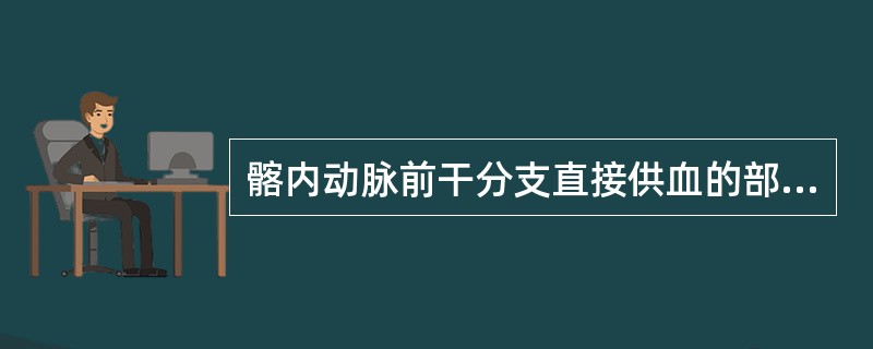 髂内动脉前干分支直接供血的部位包括