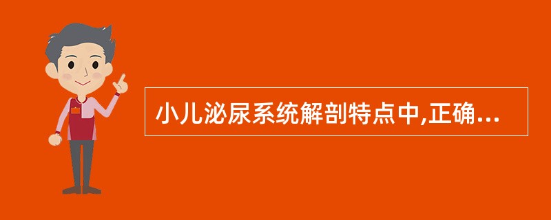 小儿泌尿系统解剖特点中,正确的是( )