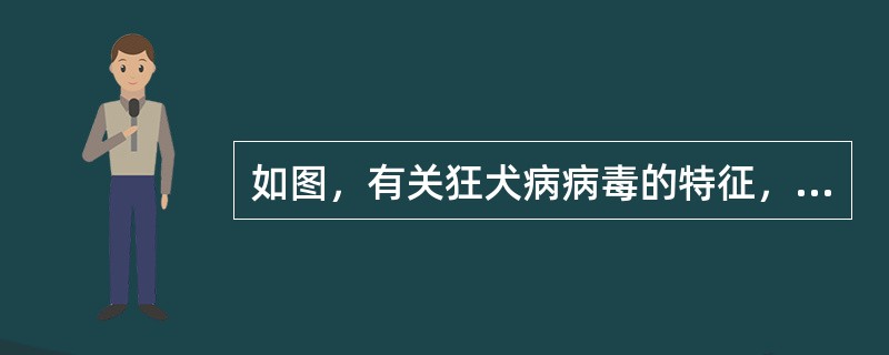 如图，有关狂犬病病毒的特征，下列哪项是错误的()