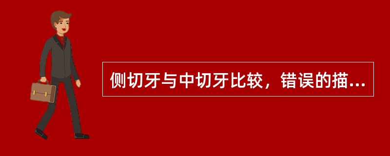侧切牙与中切牙比较，错误的描述是（）。