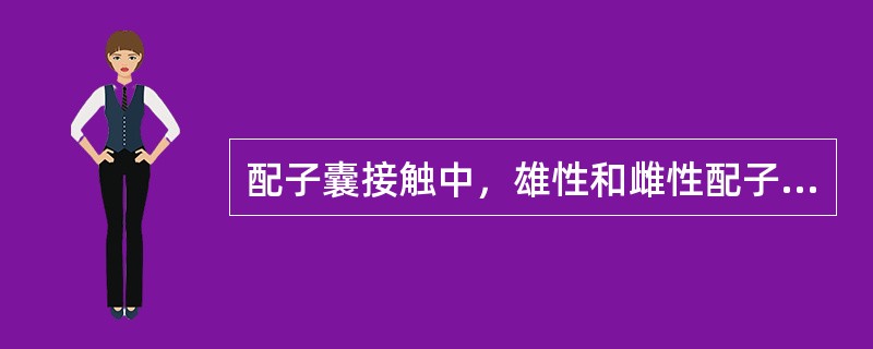 配子囊接触中，雄性和雌性配子囊中的配子退化成核。（）