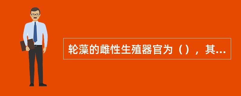 轮藻的雌性生殖器官为（），其形态构造是（）；雄性生殖器官为（），其形态构造是（）