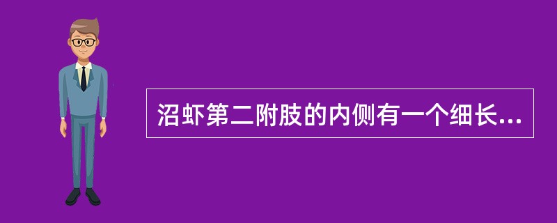 沼虾第二附肢的内侧有一个细长棒状带刺的结构，位于内肢的背侧，称为（）。