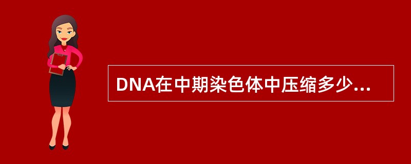 DNA在中期染色体中压缩多少倍？（）