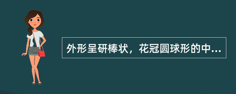 外形呈研棒状，花冠圆球形的中药材是（）