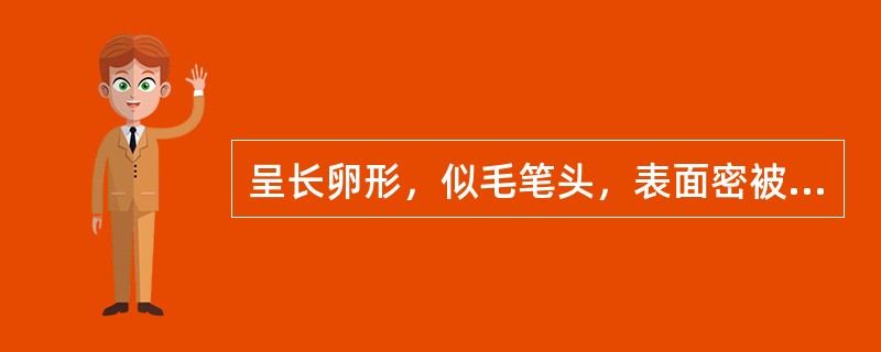 呈长卵形，似毛笔头，表面密被灰白色或灰绿色长茸毛的中药材是（）