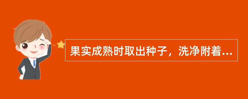 果实成熟时取出种子，洗净附着的果肉，晒干的是（）