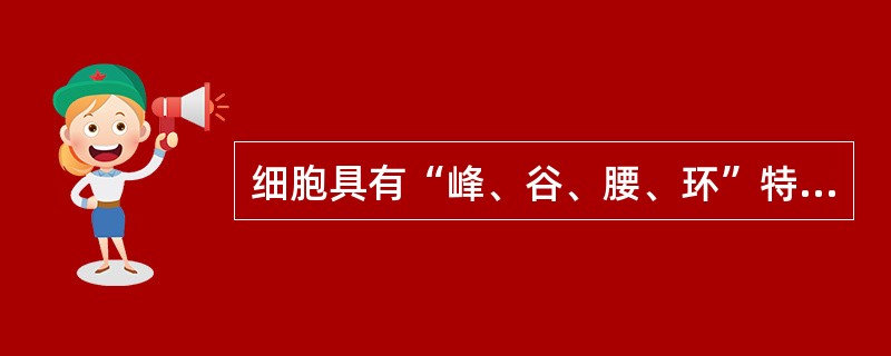 细胞具有“峰、谷、腰、环”特征的小麦器官是（）。